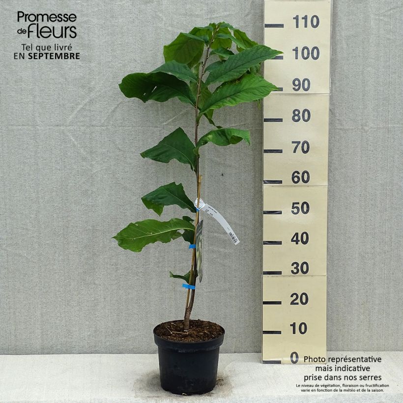 Amostra de Pawpaw Overleese Vaso de 3 L/4 L tal como entregue no outono