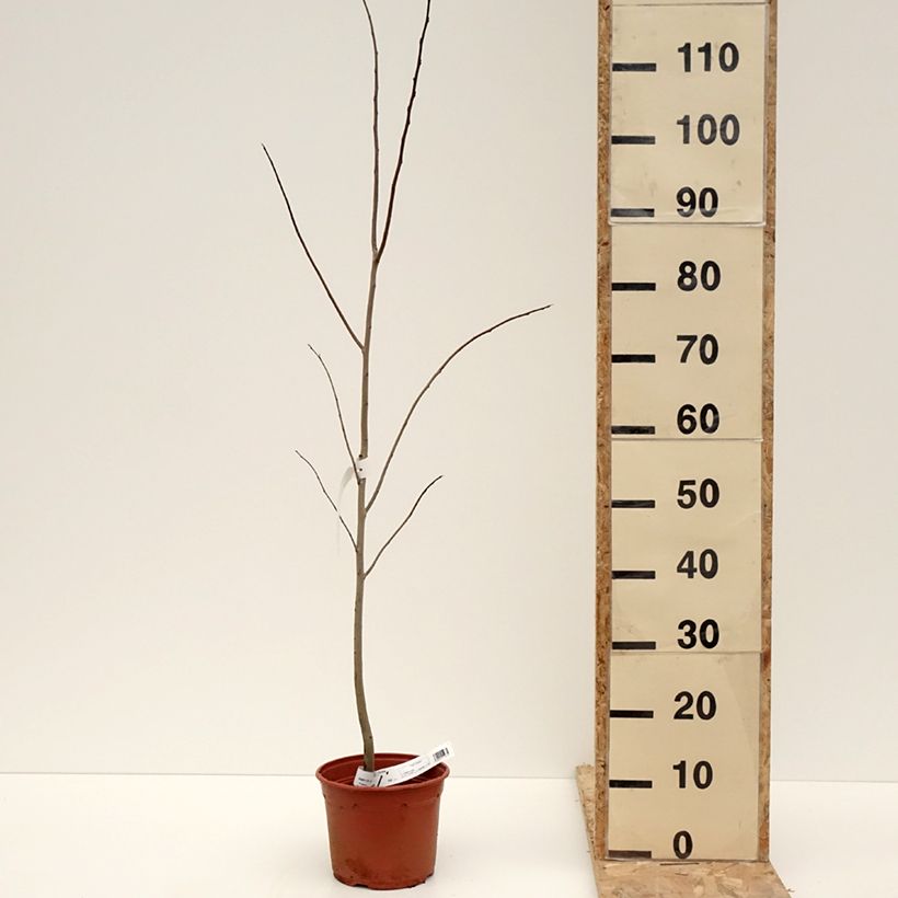 Amostra de Asimina triloba - Pawpaw Vaso de 2 L/3 L tal como entregue no inverno