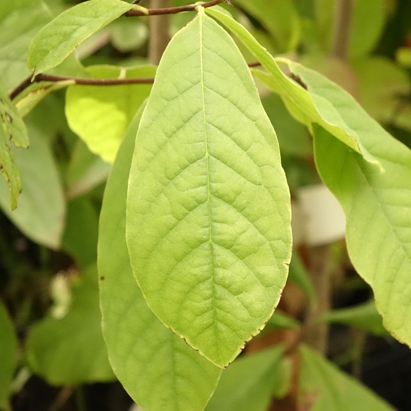 Pawpaw (Folhagem)