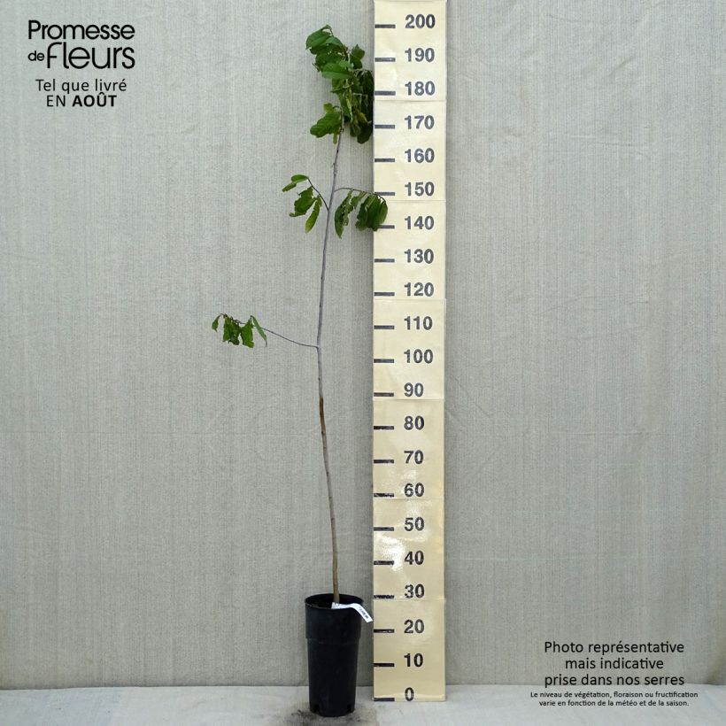 Amostra de Pawpaw Vaso de 2 L/3 L tal como entregue no verão