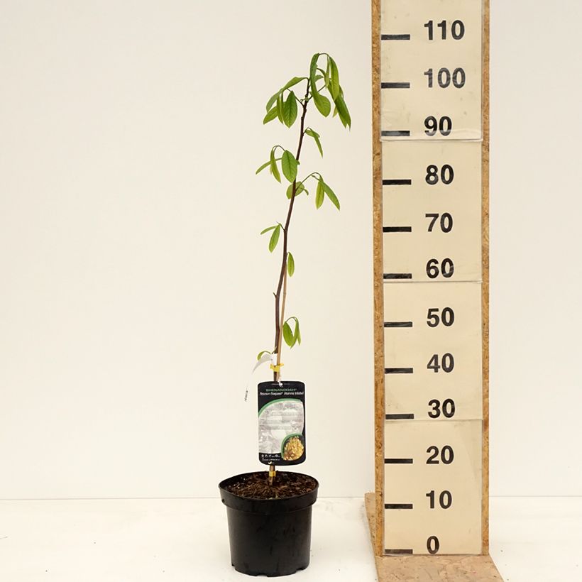 Amostra de Pawpaw Shenandoah Vaso de 3 L/4 L tal como entregue na primavera