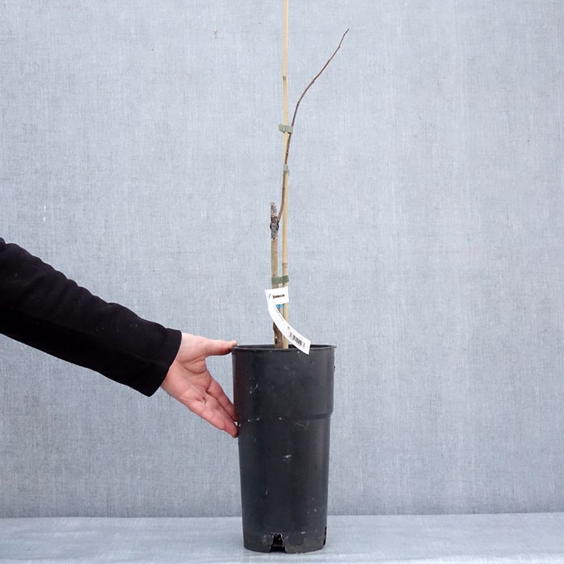 Amostra de Pawpaw Summer Delight Vaso de 3 L/4 L tal como entregue no inverno