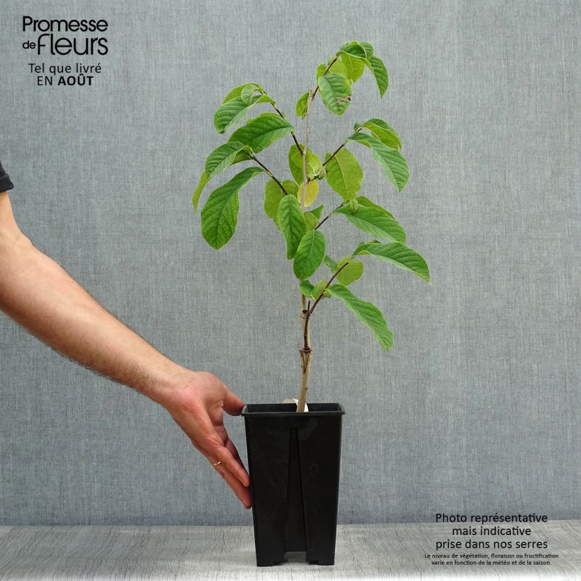 Amostra de Pawpaw Susquehanna Peterson Pawpaws Vaso de 3 L/4 L tal como entregue no verão