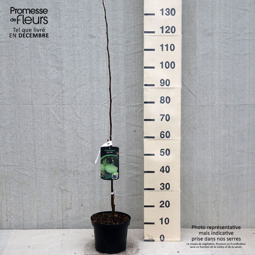 Amostra de Pawpaw Wells Vaso de 4 L/5 L tal como entregue no outono