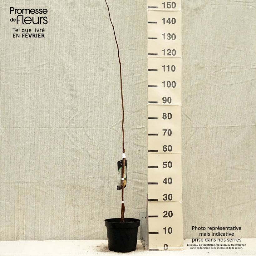 Amostra de Asimina triloba Wells - Asiminier, Paw-paw Vaso de 4 L/5 L tal como entregue no inverno