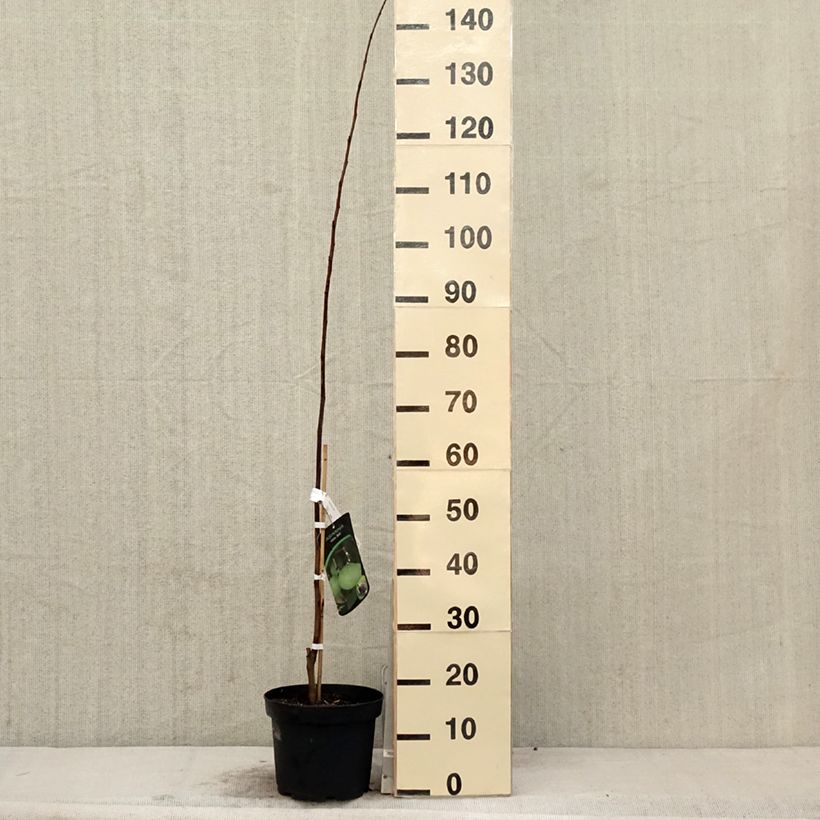 Amostra de Pawpaw Wells Vaso de 4 L/5 L tal como entregue na primavera