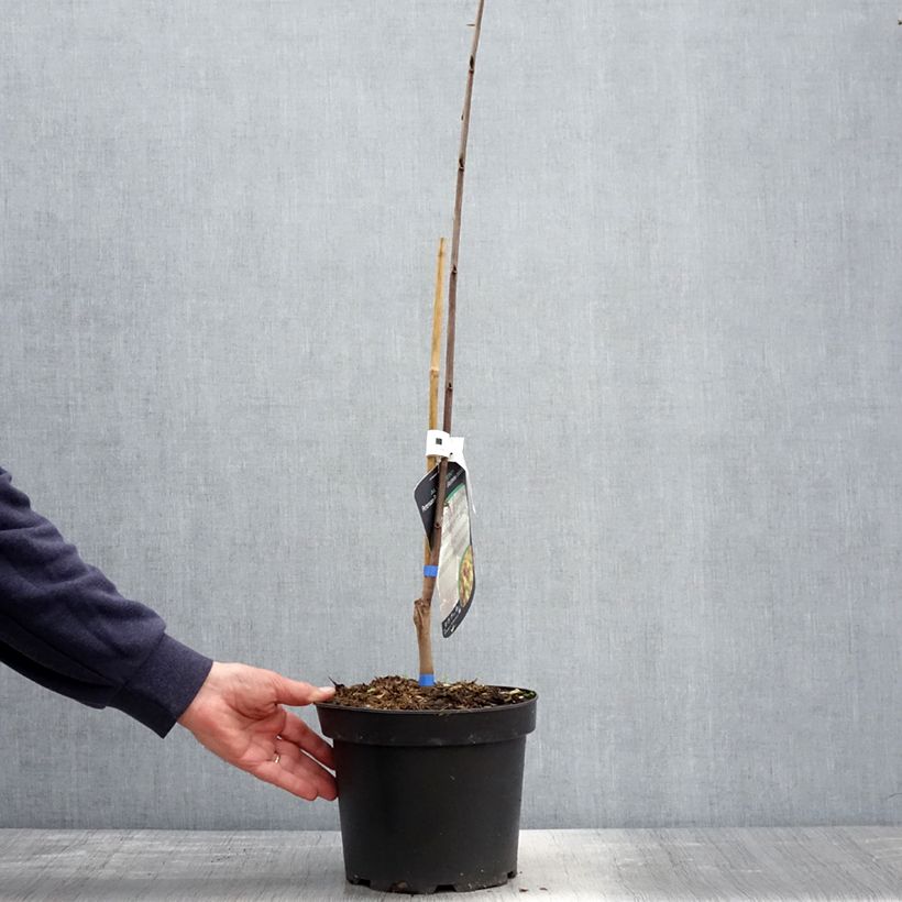 Amostra de Pawpaw Allegheny Vaso de 3 L/4 L tal como entregue na primavera