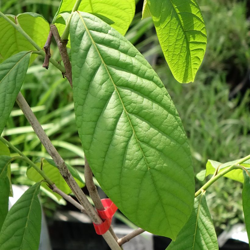 Pawpaw Overleese (Folhagem)