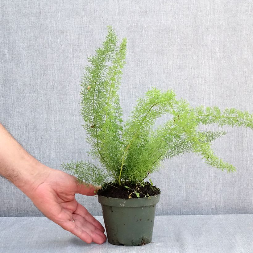 Amostra de Asparagus densiflorus var. meyeri Vaso de 8/9 cm tal como entregue no verão