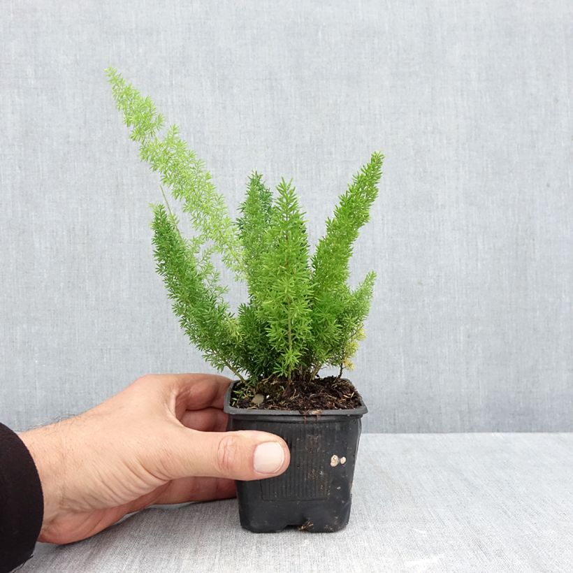 Amostra de Asparagus densiflorus var. meyeri Vaso de 8/9 cm tal como entregue no outono