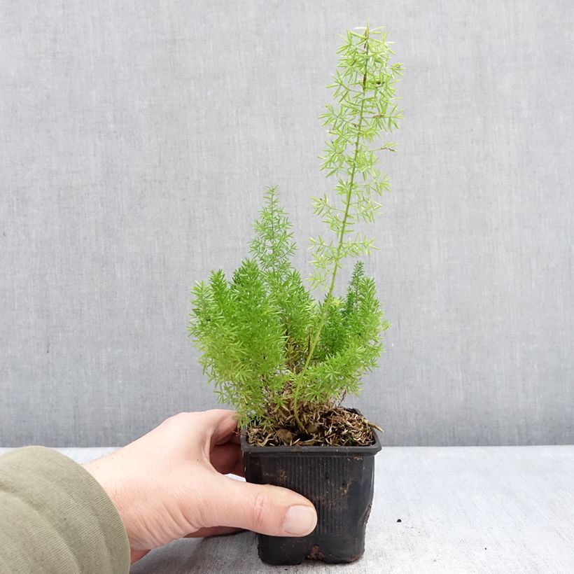 Amostra de Asparagus densiflorus var. meyeri Vaso de 8/9 cm tal como entregue no inverno