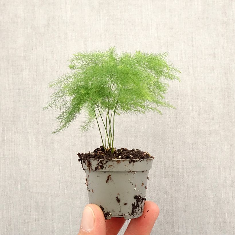 Amostra de Asparagus plumosus Mini-plante tal como entregue na primavera