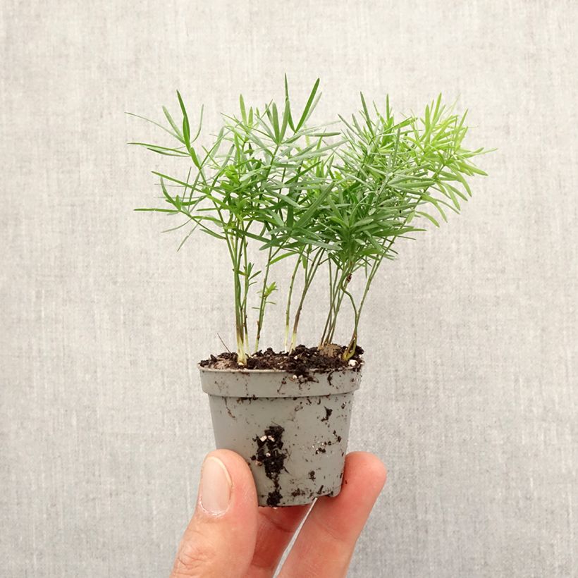 Amostra de Asparagus sprengeri Mini-plante tal como entregue na primavera