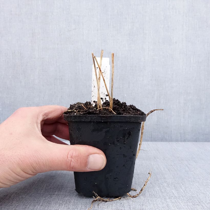 Amostra de Asperge (en godet) - Asparagus officinalis Vaso de 8/9 cm tal como entregue no inverno