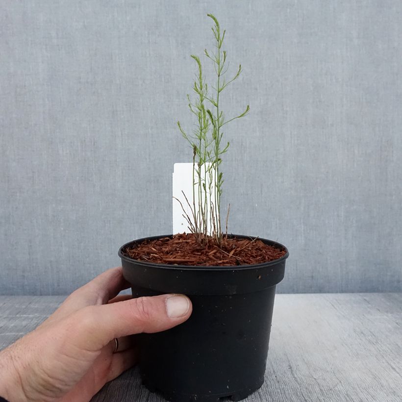 Amostra de Espargo verde Mary Washington Vaso de 1,5 L/2 L tal como entregue na primavera