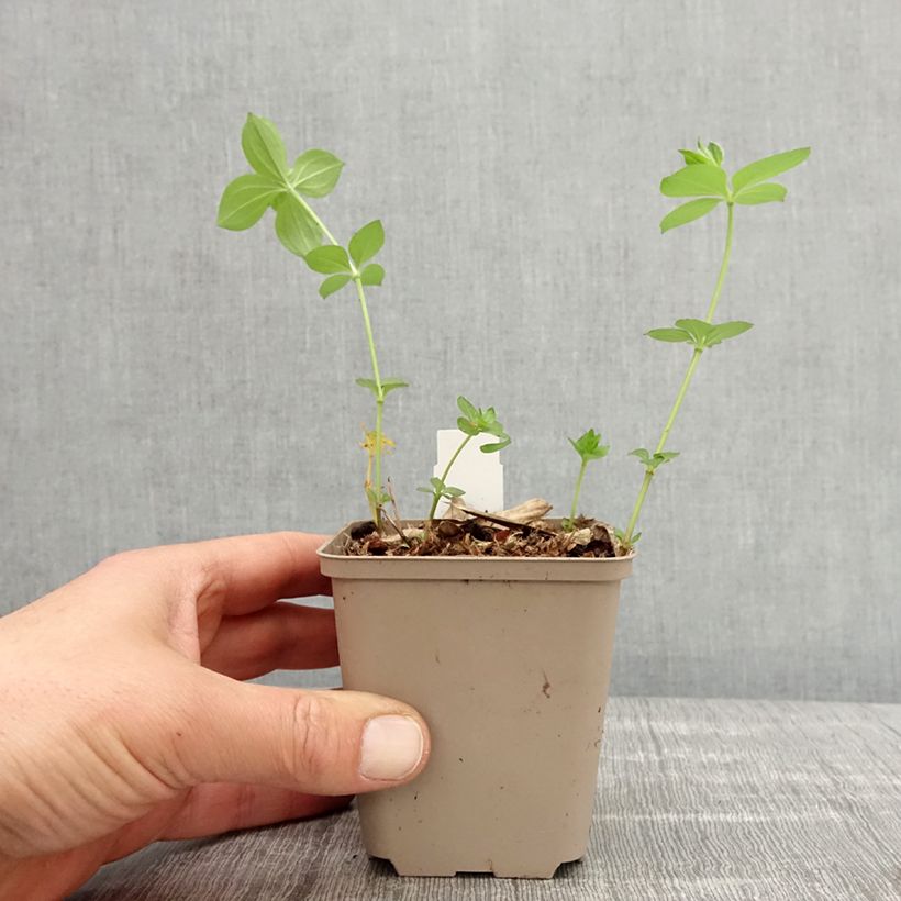 Amostra de Asperula taurina Vaso de 8/9 cm tal como entregue na primavera