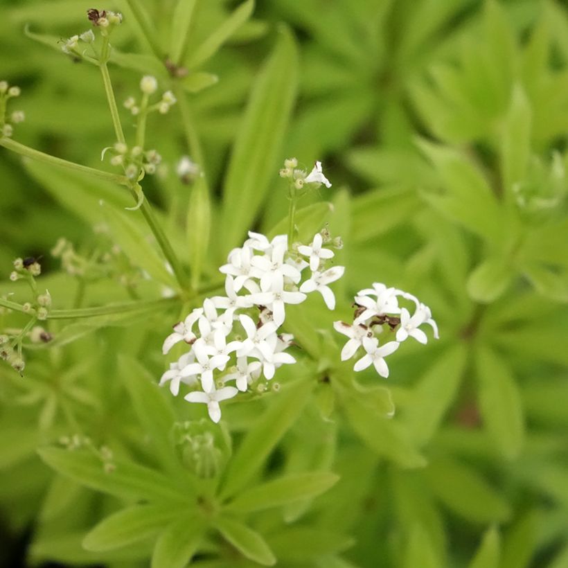 Galium odoratum (Floração)
