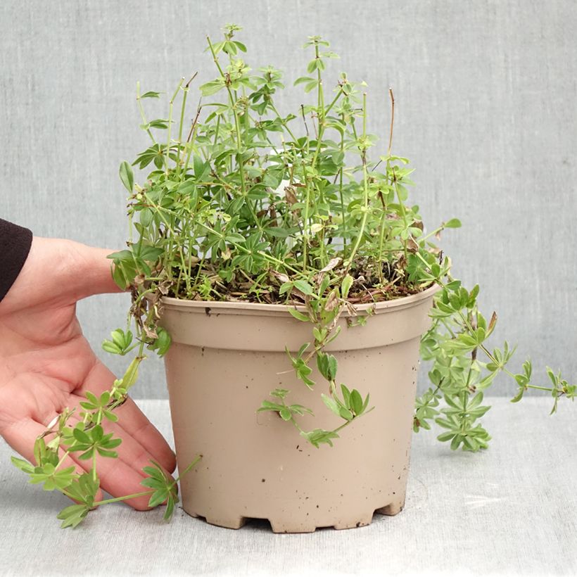 Amostra de Galium odoratum Vaso de 2 L/3 L tal como entregue no outono