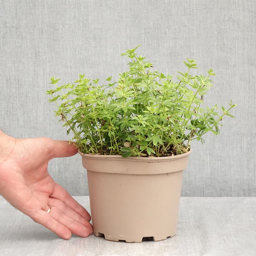 Amostra de Galium odoratum Vaso de 2 L/3 L tal como entregue no verão