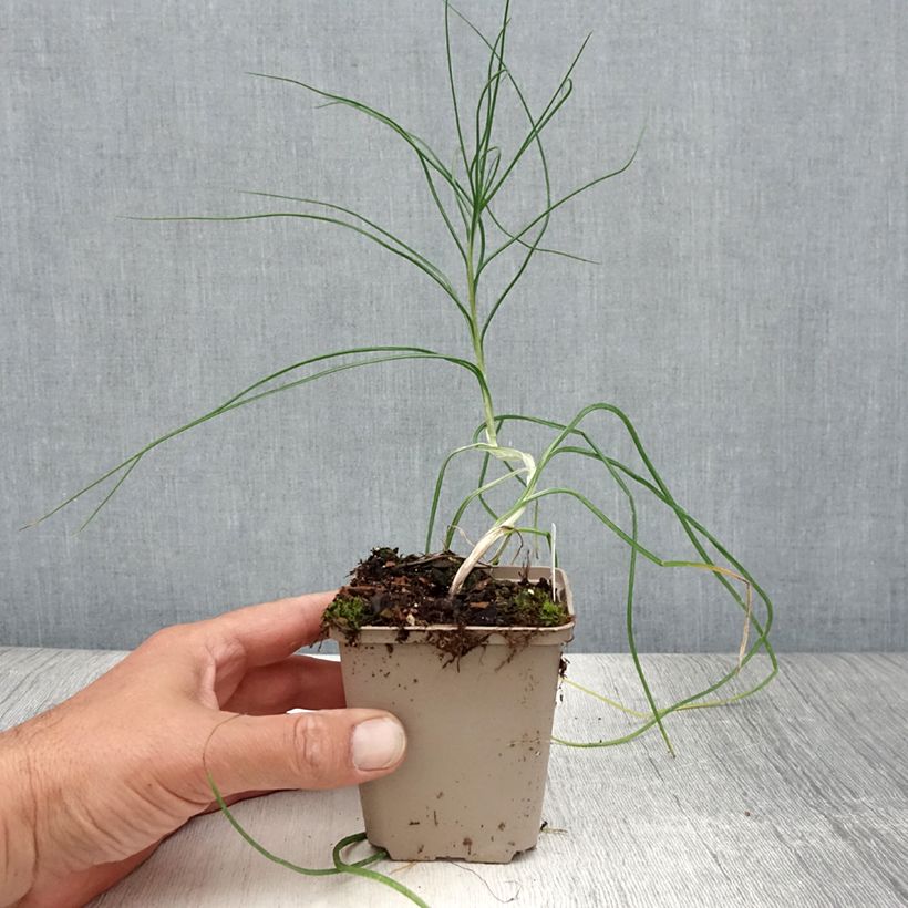 Amostra de Asphodeline liburnica Vaso de 8/9 cm tal como entregue no verão