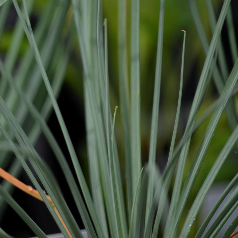 Asphodeline lutea (Folhagem)