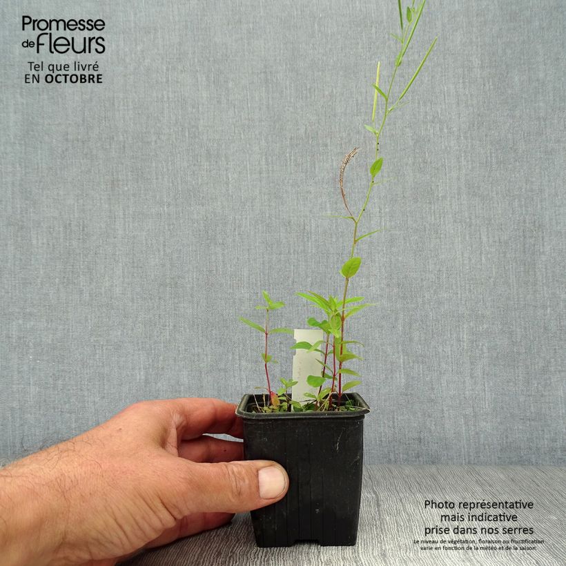 Amostra de Asphodeline lutea Vaso de 7/8 cm tal como entregue no outono
