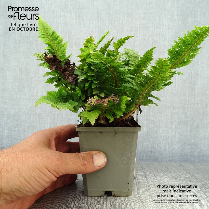 Amostra de Polystichum setiferum Congestum Vaso de 8/9 cm tal como entregue no outono