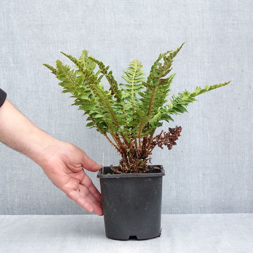 Amostra de Polystichum setiferum Congestum Vaso de 2 L/3 L tal como entregue no outono