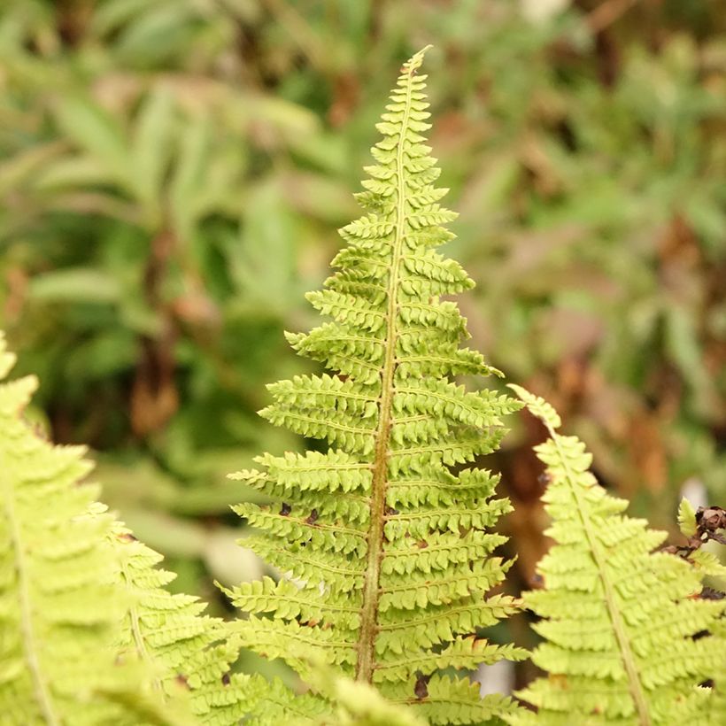 Polystichum setiferum Congestum (Folhagem)