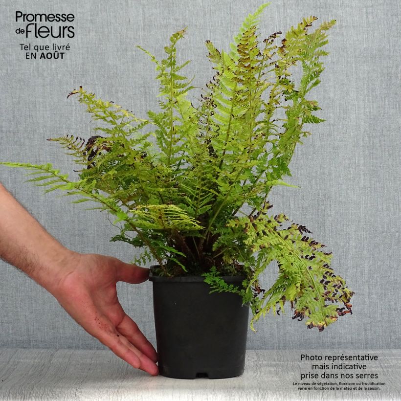 Amostra de Polystichum setiferum Congestum Vaso de 2 L/3 L tal como entregue no verão