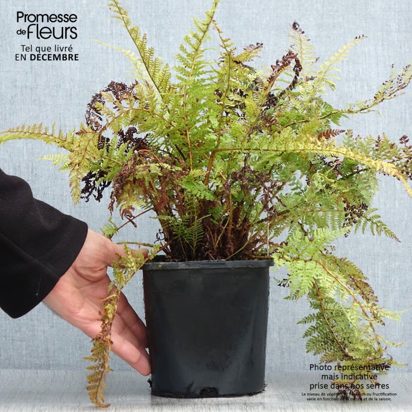 Amostra de Polystichum setiferum Congestum Vaso de 2 L/3 L tal como entregue no inverno