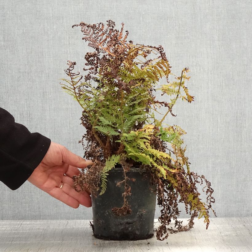 Amostra de Polystichum setiferum Congestum Vaso de 2 L/3 L tal como entregue na primavera
