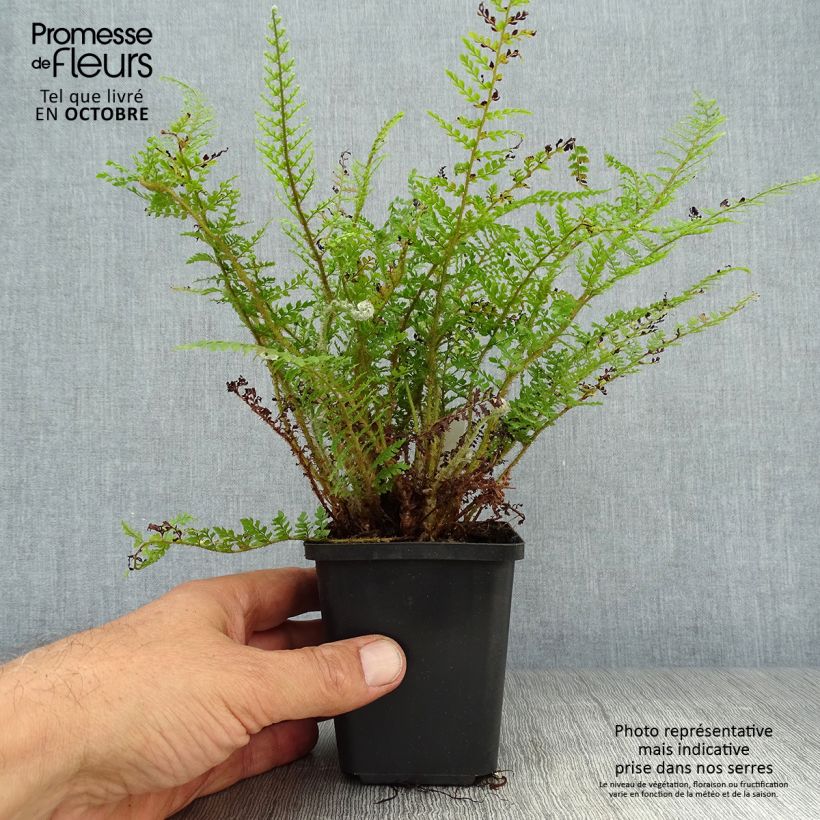 Amostra de Polystichum setiferum Proliferum Wollastonii Vaso de 8/9 cm tal como entregue no outono