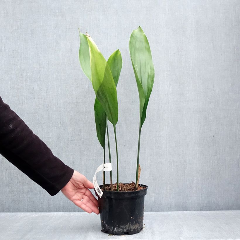 Amostra de Aspidistra elatior Vaso de 2 L/3 L tal como entregue no outono