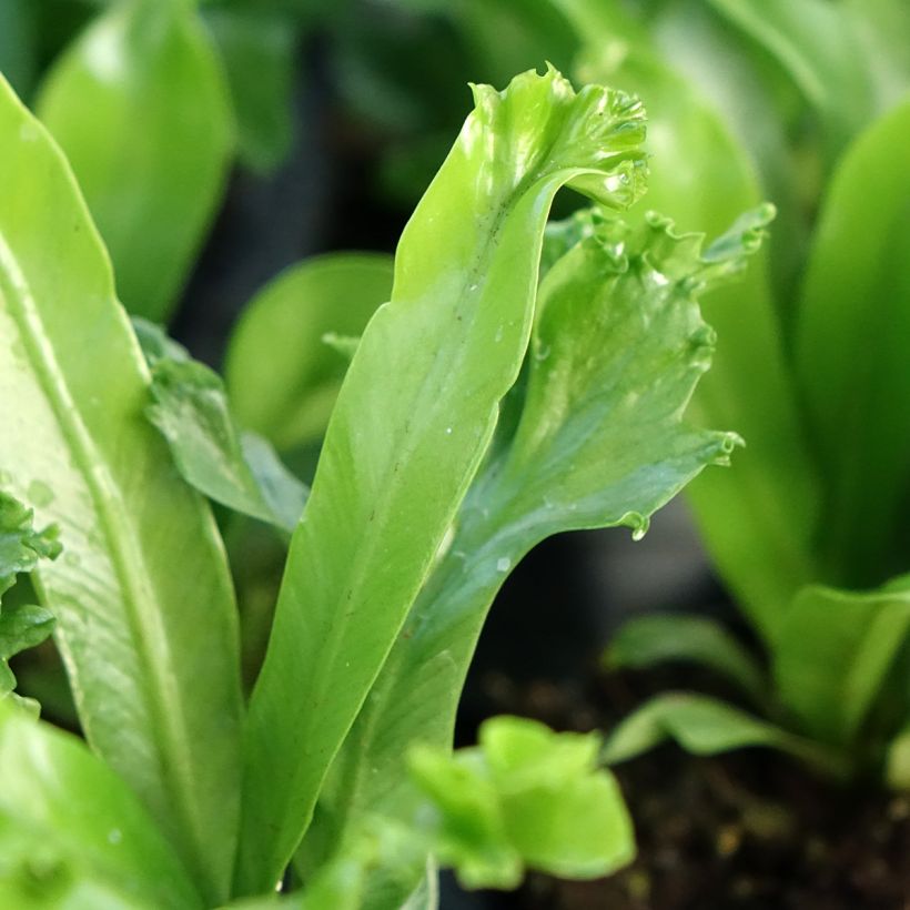 Asplenium antiquum Leslie - Feto-ninho-de-pássaro (Folhagem)