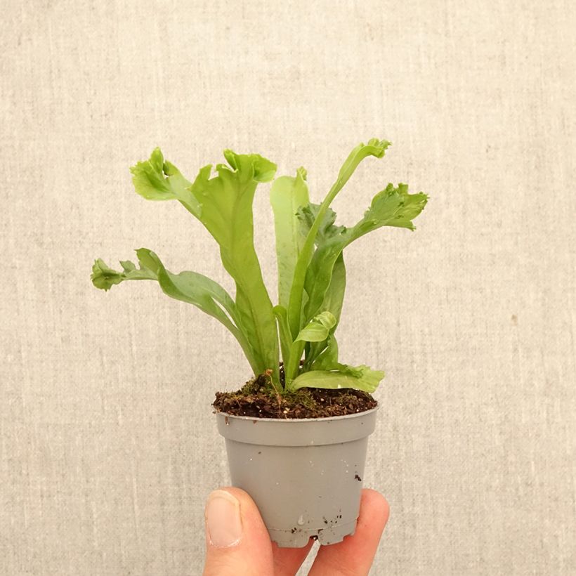 Amostra de Asplenium antiquum Leslie - Feto-ninho-de-pássaro Miniplanta tal como entregue na primavera