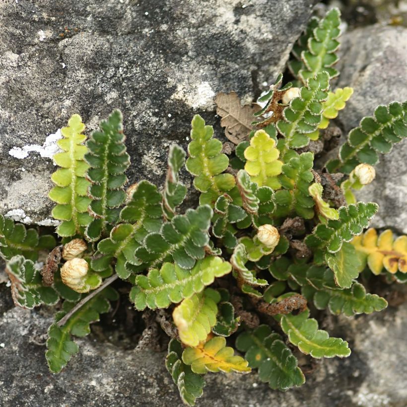 Asplenium ceterach (Hábito)