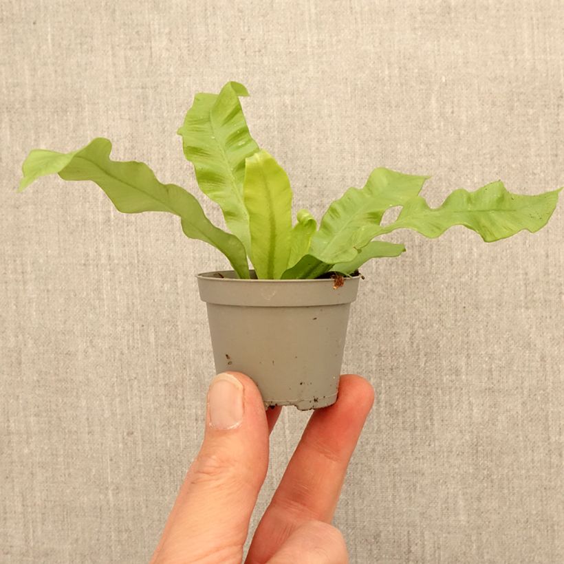 Amostra de Asplenium nidus Crispy Wave - Fougère nid d'oiseau Mini-plante tal como entregue na primavera