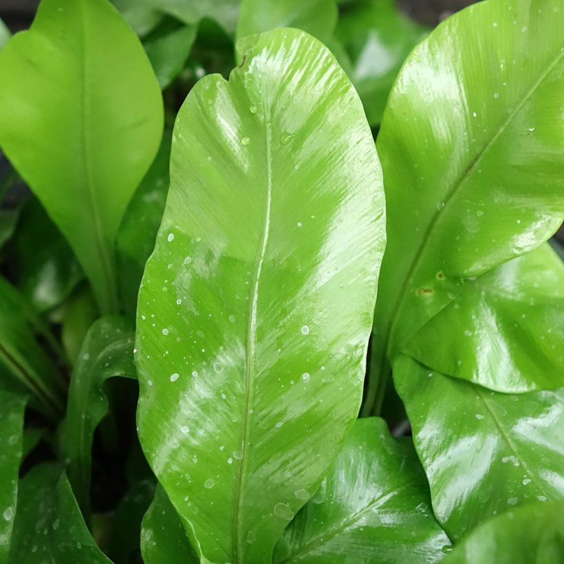 Asplenium nidus - Feto-ninho-de-pássaro (Folhagem)