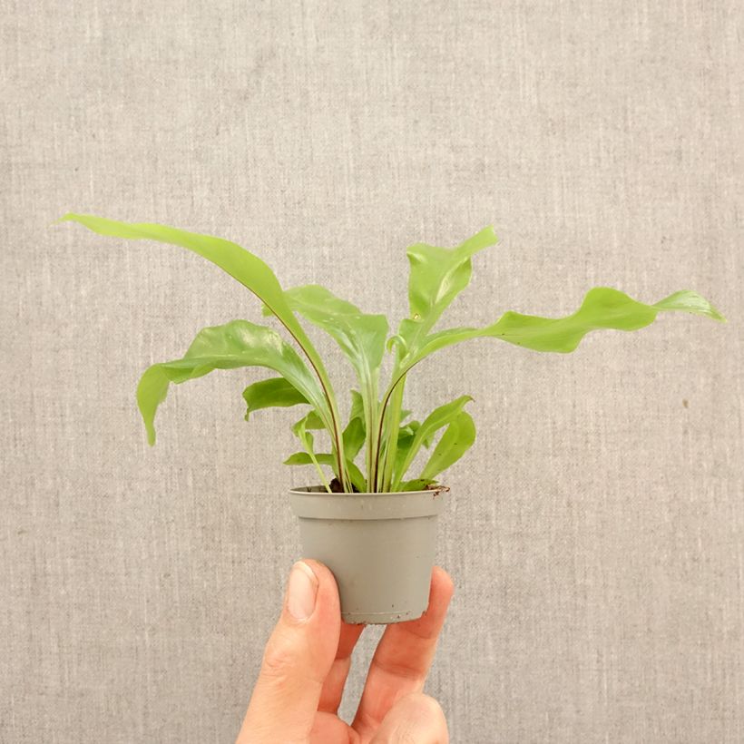 Amostra de Asplenium nidus - Feto-ninho-de-pássaro Miniplanta tal como entregue na primavera