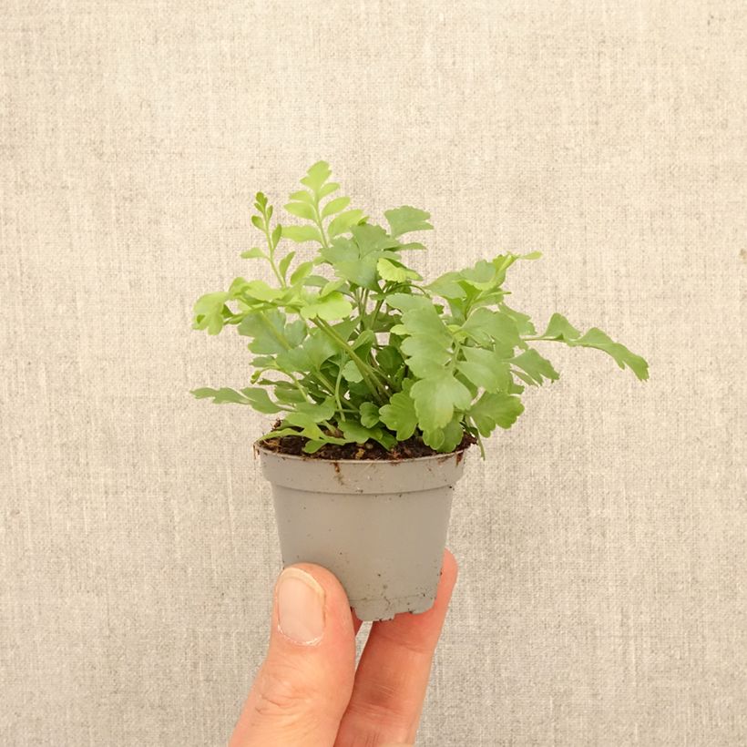 Amostra de Asplenium Parvati - Feto Miniplanta tal como entregue na primavera