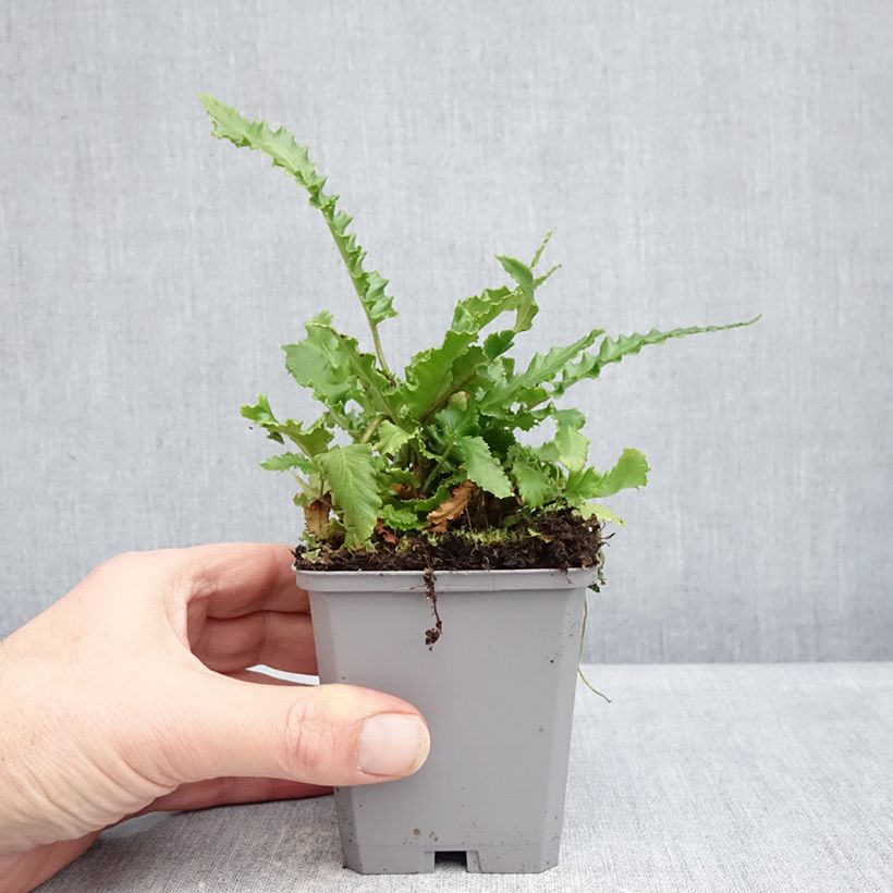 Amostra de Phyllitis scolopendrium Angustifolia Vaso de 8/9 cm tal como entregue no inverno