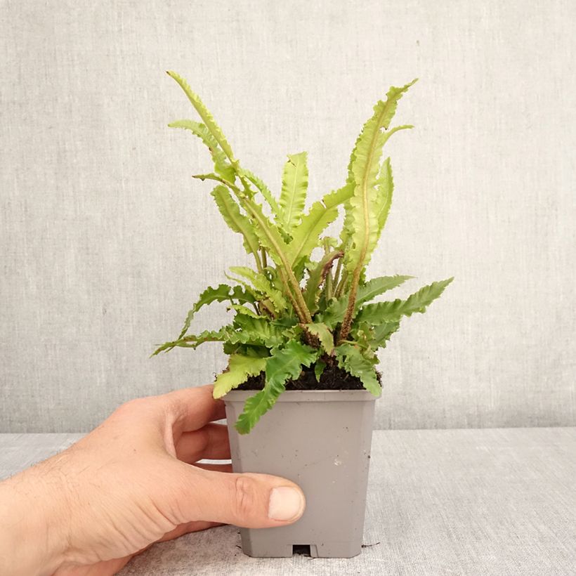 Amostra de Phyllitis scolopendrium Angustifolia Vaso de 8/9 cm tal como entregue na primavera