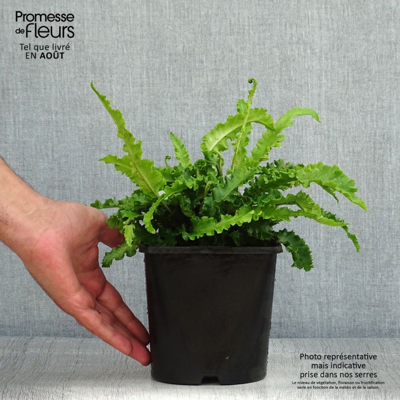 Amostra de Phyllitis scolopendrium Angustifolia Vaso de 2 L/3 L tal como entregue no verão