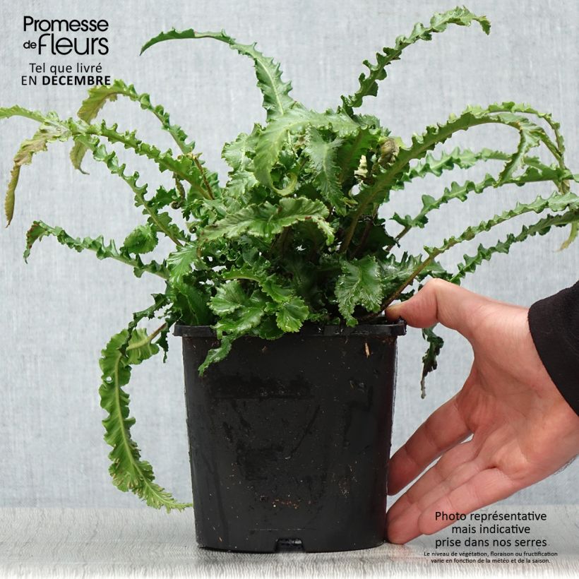 Amostra de Asplenium scolopendrium Angustifolia - Fougère scolopendre Vaso de 2 L/3 L tal como entregue no inverno