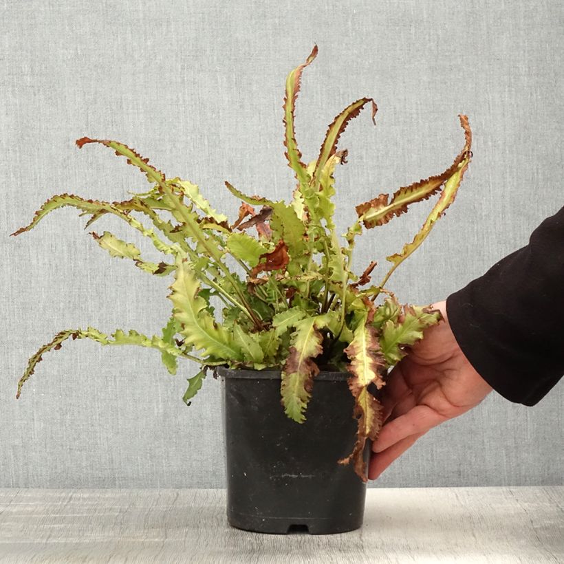 Amostra de Phyllitis scolopendrium Angustifolia Vaso de 2 L/3 L tal como entregue na primavera