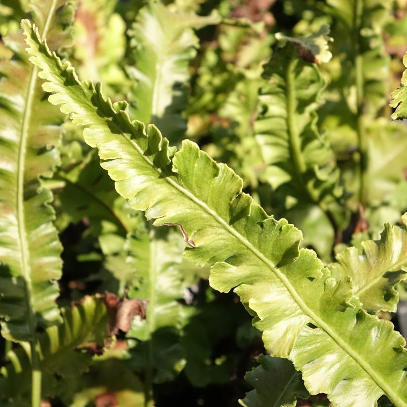 Phyllitis scolopendrium Angustifolia (Folhagem)