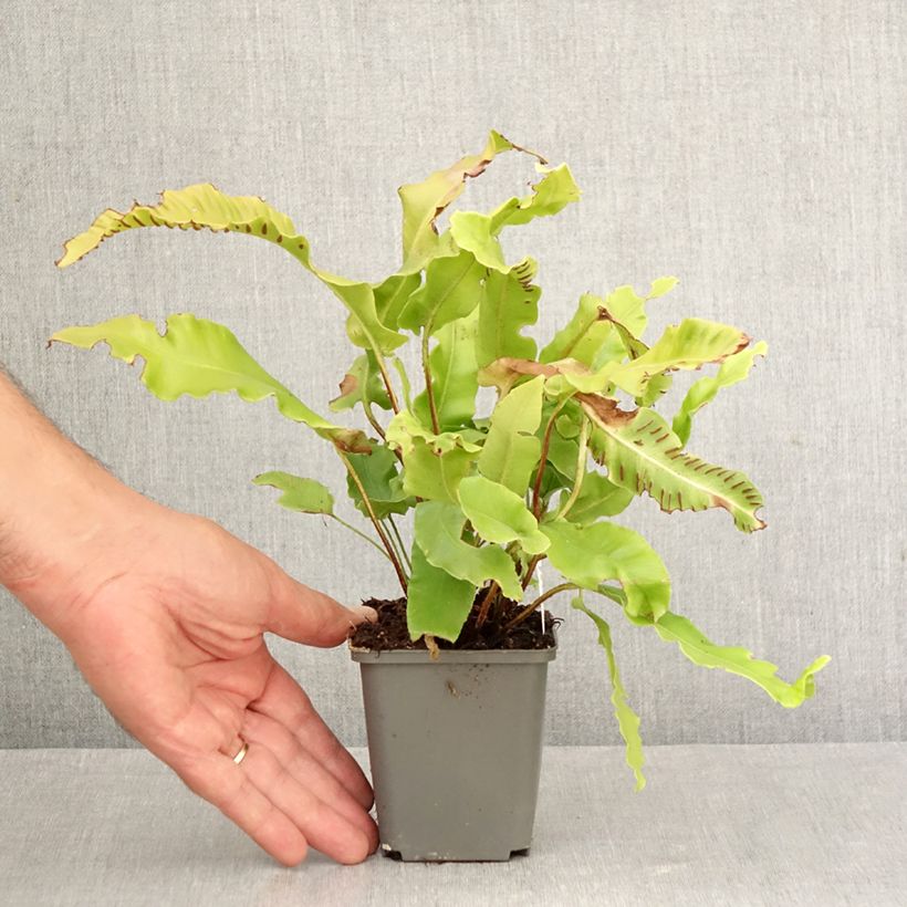 Amostra de Phyllitis scolopendrium Bolton's Nobile Vaso de 8/9 cm tal como entregue no outono