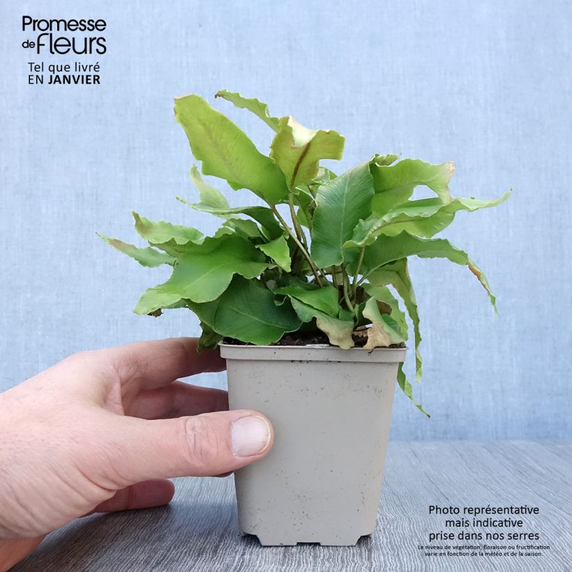 Amostra de Asplenium scolopendrium Bolton’s Nobile - Fougère scolopendre Vaso de 8/9 cm tal como entregue no inverno