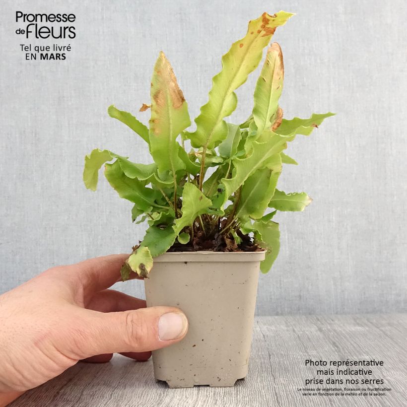 Amostra de Phyllitis scolopendrium Bolton's Nobile Vaso de 8/9 cm tal como entregue na primavera